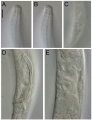 Sabatieria pararticulata