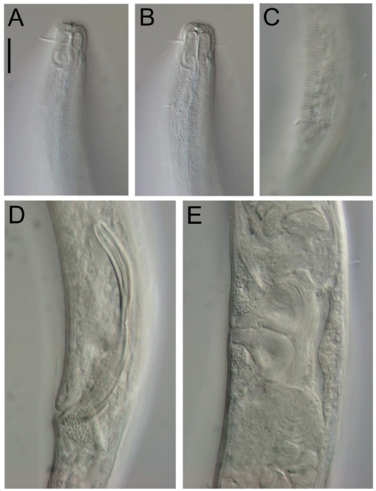 Sabatieria pararticulata