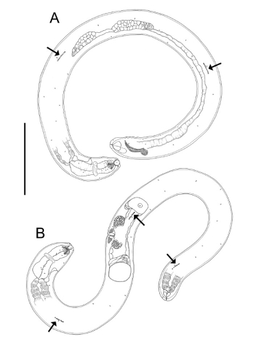 Choanolaimus serieporus Choanolaimus serieporus