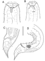 Gammanema lunatum
