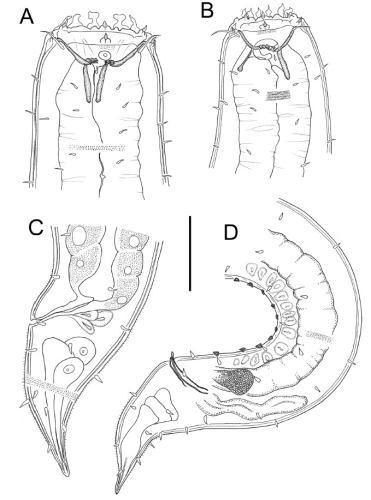 Gammanema lunatum Gammanema lunatum