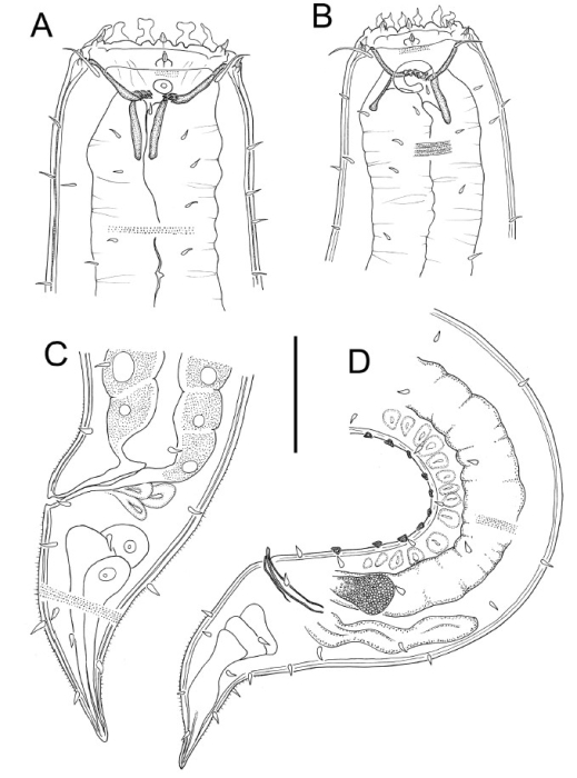 Gammanema lunatum