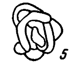 Glomospira elegans Lipina, 1949 Glomospira elegans Lipina, 1949