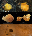 underwater pictures, holotype and openings