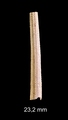 Coccodentalium radula (Gmelin, 1791)
