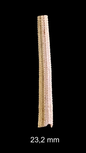 Coccodentalium radula (Gmelin, 1791) Coccodentalium radula (Gmelin, 1791)