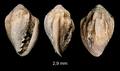 Marginella giuntellii Sosso, Brunetti & Dell'Angelo, 2015