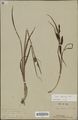 Carex obscuriceps syntype