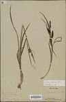 Carex obscuriceps syntype
