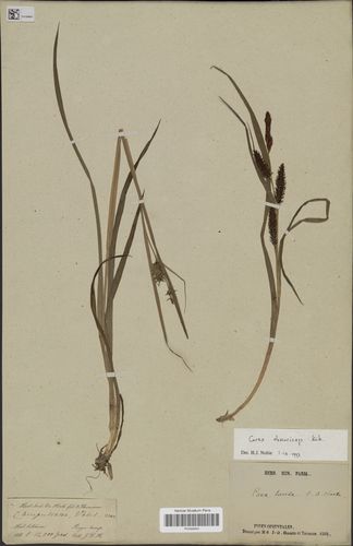 Carex obscuriceps syntype Carex obscuriceps syntype