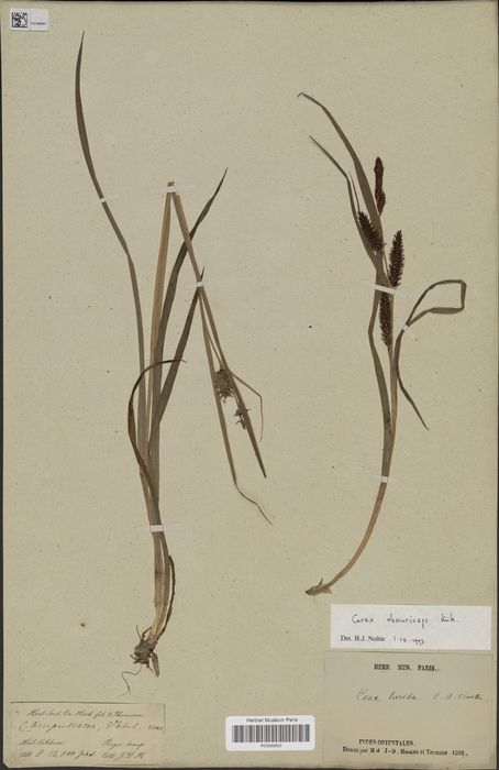 Carex obscuriceps syntype