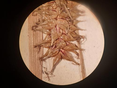 Mature perigynia from isosyntype at P Mature perigynia from isosyntype at P