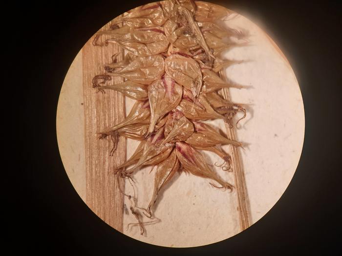 Mature perigynia from isosyntype at P