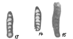 Nodosaria aequiampla Zolotova, 1980