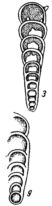 Nodosaria shikhanica Lipina, 1949 Nodosaria shikhanica Lipina, 1949