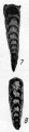 Nodosaria shikhanica Lipina, 1949, author: Le Coze, Franis