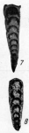 Nodosaria shikhanica Lipina, 1949