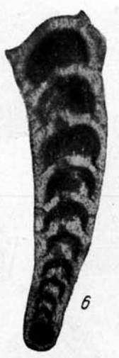 Nodosaria longa Lipina, 1949 Nodosaria longa Lipina, 1949