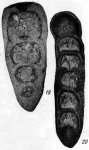 Nodosaria grandis Lipina, 1949, author: Le Coze, François