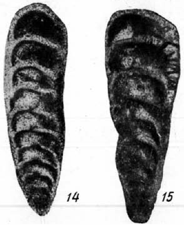 Geinitzina multicamerata Lipina, 1949 Geinitzina multicamerata Lipina, 1949