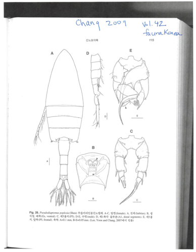 Pseudodiaptomus poplesia Pseudodiaptomus poplesia