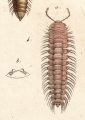 Polydesmus granulosus
