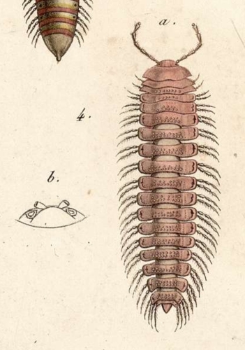 Polydesmus granulosus Polydesmus granulosus