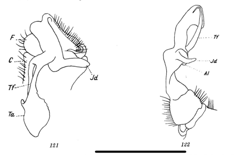 Oxydesmus variabilis Oxydesmus variabilis