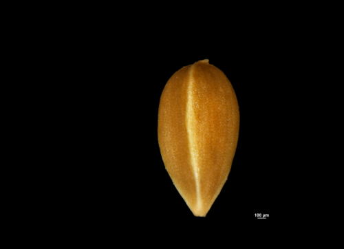 Nutlet of Carex conspecta NY04695306 1 Nutlet of Carex conspecta NY04695306 1