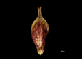 Utricle (abaxial) of Carex conspecta NY04695306 1