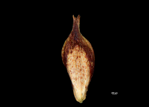 Utricle (adaxial) of Carex conspecta NY04695306 1 Utricle (adaxial) of Carex conspecta NY04695306 1