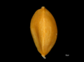 Nutlet of Carex oaxacana NY04695311 1