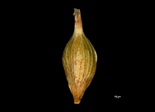 Utricle (abaxial) of Carex oaxacana NY04695311 1 Utricle (abaxial) of Carex oaxacana NY04695311 1