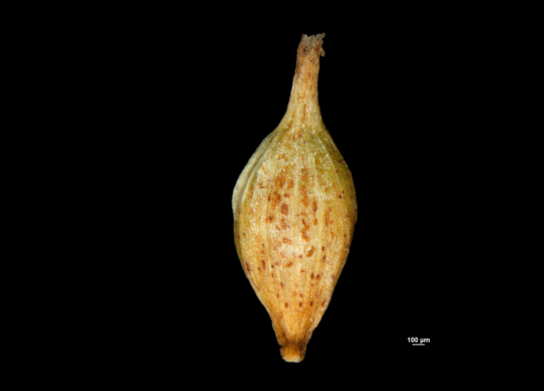 Utricle (adaxial) of Carex oaxacana NY04695311 1 Utricle (adaxial) of Carex oaxacana NY04695311 1