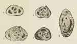 Austrotrillina brunni Marie, 1955