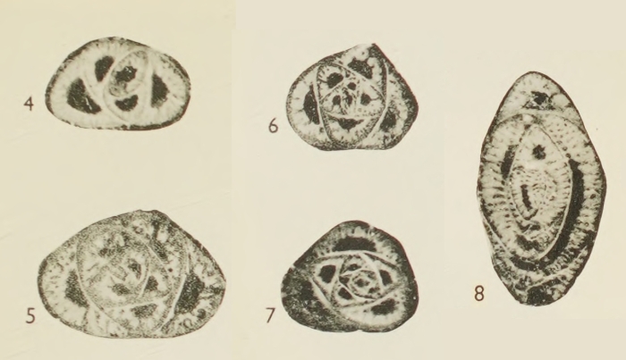 Austrotrillina brunni Marie, 1955 Austrotrillina brunni Marie, 1955