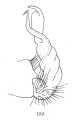 Plagiodesmus mammatus