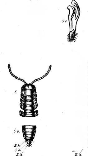 Paradesmus sanguicornis Paradesmus sanguicornis