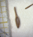 Utricle (adaxial) of Carex phaeothrix KYO00076467 1