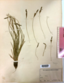 Holotype of Carex phaeothrix KYO00076467