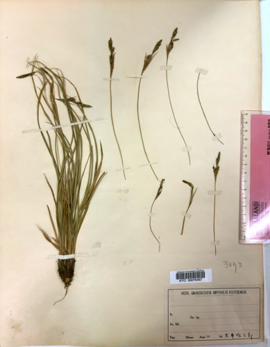 Holotype of Carex phaeothrix KYO00076467 Holotype of Carex phaeothrix KYO00076467