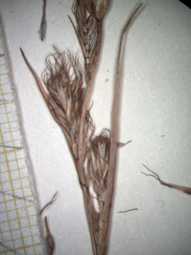Lateral spikes of Carex phaeothrix KYO00076467 Lateral spikes of Carex phaeothrix KYO00076467