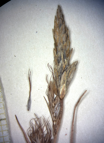 Terminal spikes of Carex phaeothrix KYO00076467 Terminal spikes of Carex phaeothrix KYO00076467