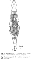 Adineta gracilis, author: Christian D. Jersabek