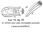 Anuraea balthica - Original description image, author: Christian D. Jersabek