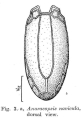 Anuraeopsis coelata, author: Christian D. Jersabek
