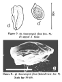 Rotifera (rotifers)