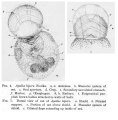 Apsilus bipera - Original description image, author: Christian D. Jersabek