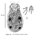 Ascomorpha ecaudis, author: Christian D. Jersabek