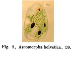Ascomorpha helvetica - Original description image, author: Christian D. Jersabek